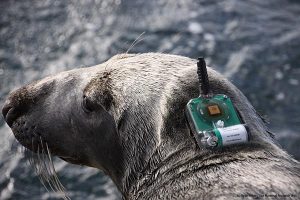 Electronic tracking device seal with tag