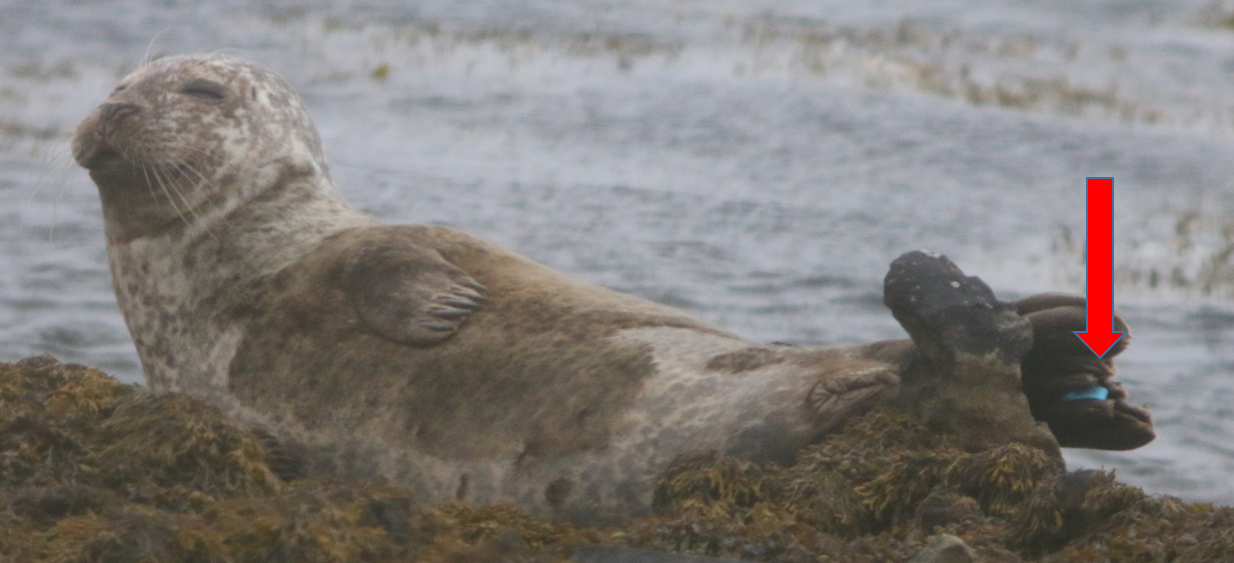 flipper_tag_eg seal with tag